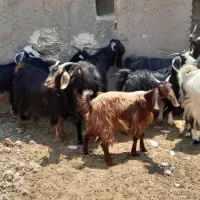 بزابستن بزکهره دارکولوار  ۳راس بزجوان ۲قلوزاه