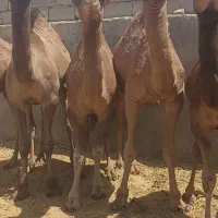 جونگ شتر