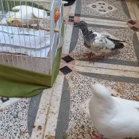 کبوتر گمشده