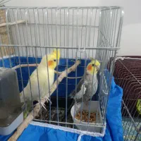 جفت عروس هلندی