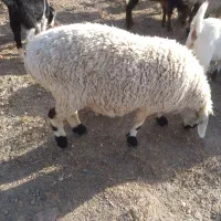بره ماده سفت چاق