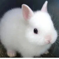 خرگوش