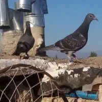 کفتر  جوجه المانی پلاکی مسافتی