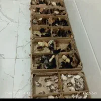 دستگاه جوجه کشی