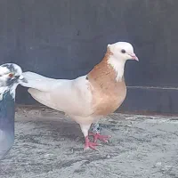 کبوتر پرشی پلاکی