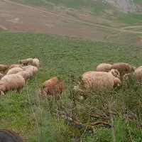 بره  ماده معاوضه با نر قوزو
