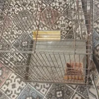 قفس پرنده