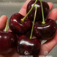 گیلاس درجه ۱ لواسان