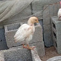 تعدادی جوجه سرحال