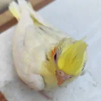 جوجه عروس هلندی