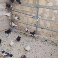 کفتر|پرنده|کهک, |دیوار