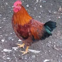 فروس  خروس