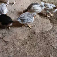 جوجه گلین اصل یک ماه
