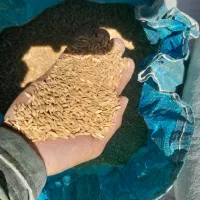 گندم دیم