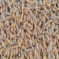 فروش کاه گندم و جو