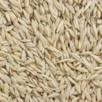 جو ابی و جو دیم ۴۳تومن