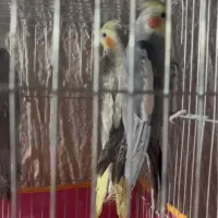 عروس هلندی و طوطی کتوله