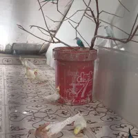 عروس هلندی مرغ عشق طوطی
