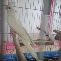 عروس هلندی