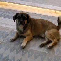 واگذاری سگ پا کوتاه