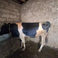 گاونر
