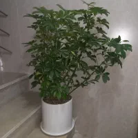 شفلرا