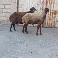 میش و بره