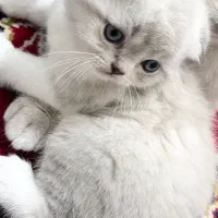 گربه|گربه|لنگرود, |دیوار
