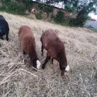 بره قربانی