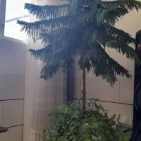 گل مطبق|گل و گیاه طبیعی|اصفهان, شهرک ولیعصر|دیوار