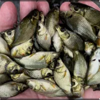 فروش انواع بچه ماهی