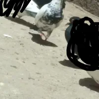 سور پلاکی
