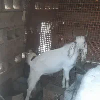 کهره نر