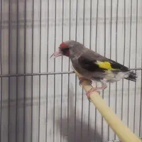 سهره و قناری
