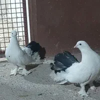 نروماده چتری