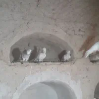 کبوتر خوش سو