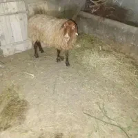 گوسفند