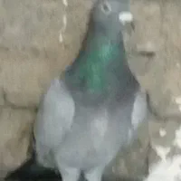 آلمانی