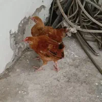 جوجه محلی گلپایگانی