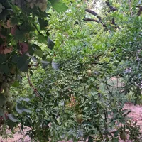 باغ-شهری