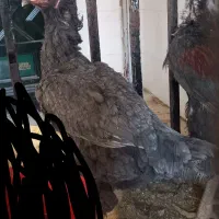 قفس مرغ خروس لاری
