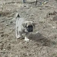 سگ عراقی اصل جنس