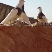 جوجه طوقی