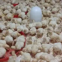 جوجه بوقلمون  ۷ روزه بیوتی