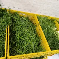 سبزیجات جعفری