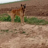 سگ سرابی|سگ|کبودرآهنگ, |دیوار