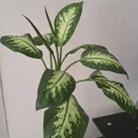 گل آپارتمانی