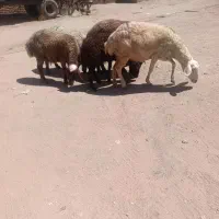 شیشک ماده داشتی