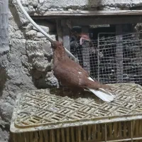 سرخ دم ماده