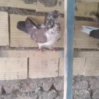 کبوتر پرشی غریب گیر